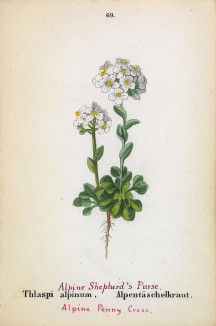 Ярутка альпийская (Thlaspi alpinum (лат.)) (лист 69 известной работы Йозефа Карла Вебера "Растения Альп", изданной в Мюнхене в 1872 году)