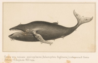 Кит из породы долгоруких (Balaenoptera longimana (лат.)), пойманный близ Ревеля 10 апреля 1851 года (Русский художественный листок. N 17 за 1851 год)