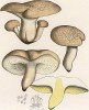 Трутовик овечий, Polypoprus ovinus Schaeff. (лат.). Дж.Бресадола, Funghi mangerecci e velenosi, т.II, л.181. Тренто, 1933
