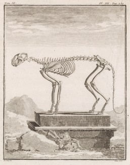 Скелет (лист XX иллюстраций к девятому тому знаменитой "Естественной истории" графа де Бюффона, изданному в Париже в 1761 году)