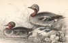 Клоктун, или чирок-клоктун (Anas formosa (лат.)) (лист 3 тома XXVII "Библиотеки натуралиста" Вильяма Жардина, изданного в Эдинбурге в 1843 году)