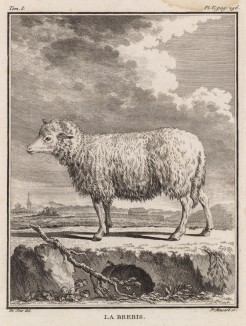 Овца (лист V иллюстраций к первому тому знаменитой "Естественной истории" графа де Бюффона, изданному в Париже в 1749 году)