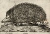 Ёжик (лист из альбома Nova raccolta de li animali piu curiosi del mondo disegnati et intagliati da Antonio Tempesta... Рим. 1651 год)