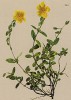 Солнцецвет волосистый (Helianthemum hirsutum (лат.)) (из Atlas der Alpenflora. Дрезден. 1897 год. Том III. Лист 268)