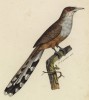 Ямайская кукушка (Saurothera vetula (лат.)) (лист из альбома литографий "Галерея птиц... королевского сада", изданного в Париже в 1822 году)