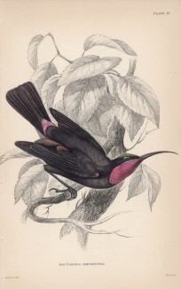Нектарница аметистовая (Nectarinia amethystina (лат.)) (лист 13 тома XVI "Библиотеки натуралиста" Вильяма Жардина, изданного в Эдинбурге в 1843 году)