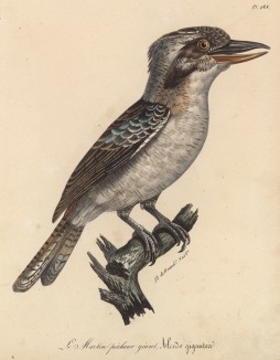 Зимородок гигантский (лист из альбома литографий "Галерея птиц... королевского сада", изданного в Париже в 1825 году)