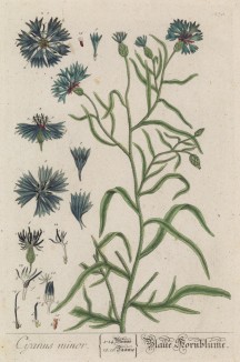 Василёк (Centaurea (лат.)) -- один из самых красивых сорняков и символ Эстонии (лист 270 "Гербария" Элизабет Блеквелл, изданного в Нюрнберге в 1757 году)