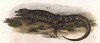 Настоящий неустикурус (Neusticurus bicarinatus (лат.)) (из Naturgeschichte der Amphibien in ihren Sämmtlichen hauptformen. Вена. 1864 год)