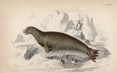 Морской леопард (Phoca Leopardina (лат.)). Этот хищник с пятнистой шкурой питается главным образом пингвинами и молодыми тюленями (лист 12 тома VI "Библиотеки натуралиста" Вильяма Жардина, изданного в Эдинбурге в 1843 году)
