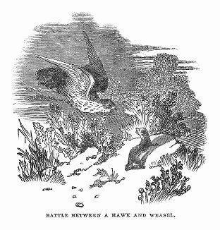 Необычайная битва, разыгравшаяся между соколом и горностаем, привлекшая внимание английского сельского жителя графства Уилтшир (The Illustrated London News №101 от 06/04/1844 г.)