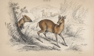 Лесная антилопа-ныряльщик, или дукер (Cephalophus grimmia (лат.)) (лист 32 тома XI "Библиотеки натуралиста" Вильяма Жардина, изданного в Эдинбурге в 1843 году)