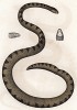 Змея Hydrophis hibridus (лат.), обитающая в Австралии (из Naturgeschichte der Amphibien in ihren Sämmtlichen hauptformen. Вена. 1864 год)