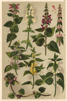 Чистец немец. (Stachys germanica), чистец лес. (Stachys silvatica), чистец (Stachys recta), чернокудренник (Ballota nigra), яснотка пурпурная (Lamium purpureum), глухая крапива (Lamium album), яснотка (Lamium maculatum), зеленчук (Galeobdolon luteum)