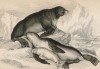 Семейство морских котиков (Otaria ursina (лат.)) (лист 21 тома VI "Библиотеки натуралиста" Вильяма Жардина, изданного в Эдинбурге в 1843 году)