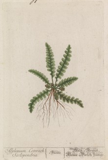 Асплениум, или костенец (Asplenium (лат.)), из семейства костенцовые (лист 216 "Гербария" Элизабет Блеквелл, изданного в Нюрнберге в 1757 году)
