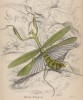 Богомол (Mantis (harpax) Ocellaria (лат.)) (лист 8 XXXIV тома "Библиотеки натуралиста" Вильяма Жардина, изданного в Эдинбурге в 1843 году)