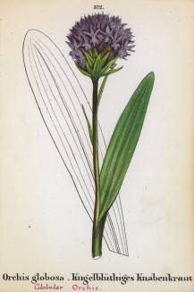 Траунштейнера шаровидная (Orchis globosa (лат.)) (лист 372 известной работы Йозефа Карла Вебера "Растения Альп", изданной в Мюнхене в 1872 году)