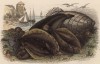 Морская камбала и лиманда - камбала-ёрш (иллюстрация к работе Ахилла Конта Musée d'histoire naturelle, изданной в Париже в 1854 году)