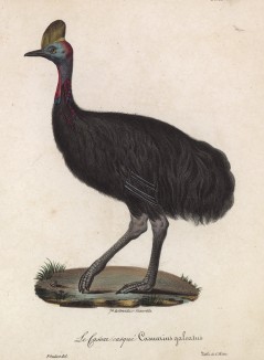 Казуар обыкновенный (лист из альбома литографий "Галерея птиц... королевского сада", изданного в Париже в 1825 году)