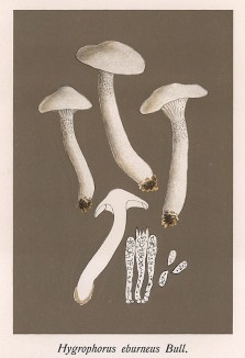 Гигрофор желтовато-белый, Hygrophorus eburneus Bull. (лат.), также известен как "восковая шляпка слоновой кости" и "ковбойский носовой платок". Дж.Бресадола, Funghi mangerecci e velenosi, т.I, л.80. Тренто, 1933