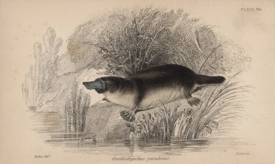 Утконос (Ornithorhynchus paradoxus (лат.)) (лист 34 тома VIII "Библиотеки натуралиста" Вильяма Жардина, изданного в Эдинбурге в 1841 году)