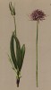 Скабиоза длинноцветковая (Knautia longifolia (лат.)) (из Atlas der Alpenflora. Дрезден. 1897 год. Том V. Лист 417)