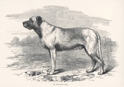 Знаментиый мастиф Турк, принадлежащий мистеру Уоллису (из "Книги собак" Веро Шоу, изданной в Лондоне в 1881 году)