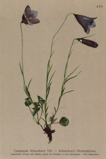 Колокольчик Шейхцера (Campanula Scheuchzeri (лат.)) (из Atlas der Alpenflora. Дрезден. 1897 год. Том V. Лист 424)