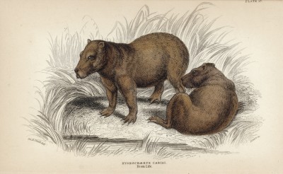 Капибары (hydrochaerus cabiai (лат.)) (лист 27 тома I "Библиотеки натуралиста" Вильяма Жардина, изданного в Эдинбурге в 1842 году)