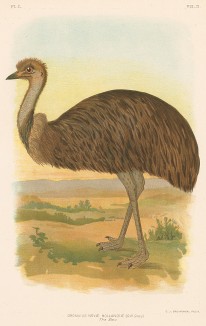 Эму, Dromaius Novae Hollandiae (лат.). G.J.Broinowski. The Birds of Australia comprising three hundred full-pagе illustrations... Т.II, л.L. Мельбурн, 1890 