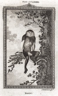 Тонкотелая обезьяна, или пигатрикс, он же лангур (лист CCLXXXII)