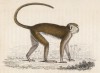 Восточноафриканская обезьяна гусар (Cercopithecus Ruber (лат.)). Брем считал её одной из скучнейших и неприветливых мартышек (лист 11 тома II "Библиотеки натуралиста" Вильяма Жардина, изданного в Эдинбурге в 1833 году)
