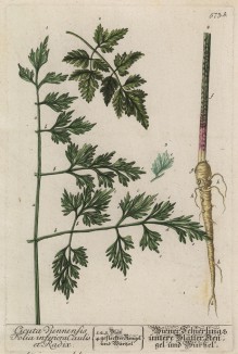 Болиголов пятнистый (крапчатый) (Conium maculatum (лат.)) — многолетнее, распространённое в Старом и Новом Свете ядовитое растение; вид рода болиголов из семейства зонтичные (лист 573b "Гербария" Элизабет Блеквелл, изданного в Нюрнберге в 1760 году)