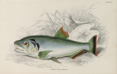 Рыба пайяра (Hydrocyon armatus (лат.)) (лист 25 XXXIX тома "Библиотеки натуралиста" Вильяма Жардина, изданного в Эдинбурге в 1860 году)