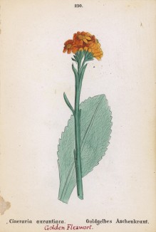 Цинерария оранжевая (Cineraria aurantiaca (лат.)) (лист 230 известной работы Йозефа Карла Вебера "Растения Альп", изданной в Мюнхене в 1872 году)