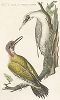 Зеленый дятел, Picus viridis (лат.), и седой дятел  (лат.). Иллюстрация из лучшей голландской книги о птицах Nederlandsche vogelen; ... beschreeven, Амстердам, 1770 -- 1829 гг.