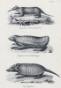 Броненосная мышь и другие мелкие бронированные грызуны (лист 32 первого тома работы профессора Шинца Naturgeschichte und Abbildungen der Menschen und Säugethiere..., вышедшей в Цюрихе в 1840 году)