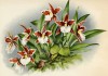 Орхидея ODONTOGLOSSUM ROSSI (лат.) (лист DXXXIV Lindenia Iconographie des Orchidées - обширнейшей в истории иконографии орхидей. Брюссель, 1896)