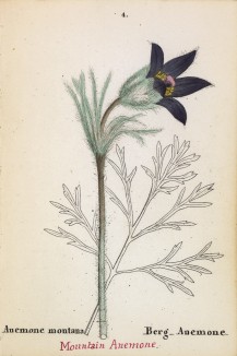 Ветреница, или анемона горная (Anemone montana (лат.)) (лист 4 известной работы Йозефа Карла Вебера "Растения Альп", изданной в Мюнхене в 1872 году)