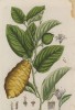 Мускусный цитрон (Citria Malus (лат.)), распространившийся в древние времена из Индии в Китай и Грецию (лист 361 "Гербария" Элизабет Блеквелл, изданного в Нюрнберге в 1757 году)