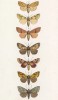 Некоторые бабочки родов Hosporina, Xanthia, Xylophasia, Chariclea и Plusia (лат.) (лист 72)