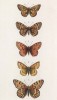 Бабочки рода Melitaеa (шашечницы) 1.Artemis, 2.Cinixia, 3.Didyma, 4.Triaia, 5.Phaebae (лат.) (лист 21)