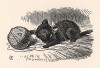 Китти от души забавлялась, играя с клубком шерсти, которую Алиса мотала поутру (иллюстрация Джона Тенниела к книге Льюиса Кэрролла «Алиса в Зазеркалье», выпущенной в Лондоне в 1870 году)