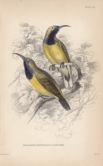 Нектарницы Nectarinia pectoralis и Nectarinia jugularis (лат.) (лист 25 тома XVI "Библиотеки натуралиста" Вильяма Жардина, изданного в Эдинбурге в 1843 году)