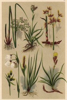 Ситник развесистый (Juncus effusus), ожика полевая (Luzula campestris), камыш озёрный (Scirpus lacustris), пушица обыкновенная (Eriophorum polystachyum), осока обыкновенная (Carex vulgaris), осока ранняя (Carex praecox)