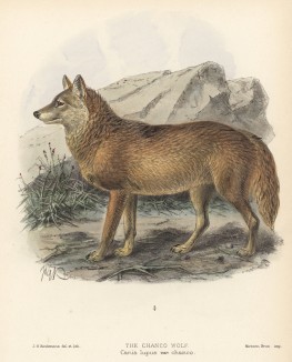 Волк обыкновенный чанко (лист III иллюстраций к известной работе Джорджа Миварта "Семейство волчьих". Лондон. 1890 год)