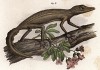 Геккон Lonchurus lineatus (лат.) (из Naturgeschichte der Amphibien in ihren Sämmtlichen hauptformen. Вена. 1864 год)