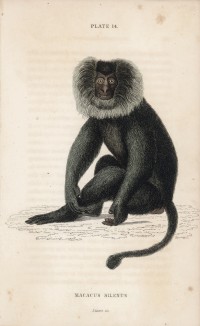 Львинохвостая макака, силен, или вандеру (Macacus Silenus (лат.)), обитающая в Индии (лист 14 тома II "Библиотеки натуралиста" Вильяма Жардина, изданного в Эдинбурге в 1833 году)