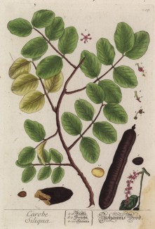 Кароб, или золото Кипра, или цератония, или рожковое дерево, или цареградские рожки (Ceratonia siliqua (лат.)). Из плодов кароба добывают сладкий сироп (лист 209 "Гербария" Элизабет Блеквелл, изданного в Нюрнберге в 1757 году)